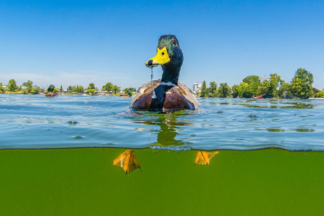 WasserProjekte gesucht beim Neptun Staatspreis für Wasser 2025